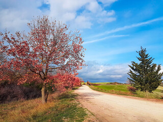 Obraz premium road in the autumn