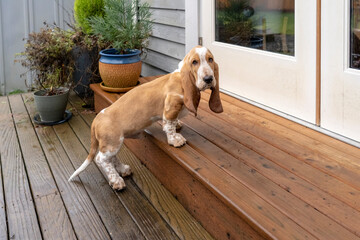 Renton, Washington State, USA. Three month old Basset Hound waiting to be let inside. 