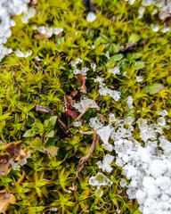 Background. There is snow on the green grass, small ice flakes. Top view. The beginning of spring. Snow melts on the light green grass. At close range. Nature.