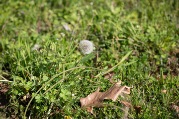 Dandelion Clock