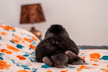 Relaxed bunny bottom in bed