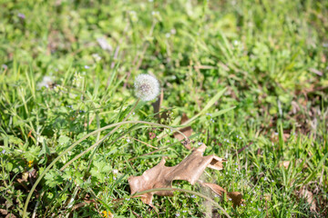 Dandelion Clock