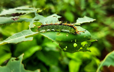 King Caterpillar