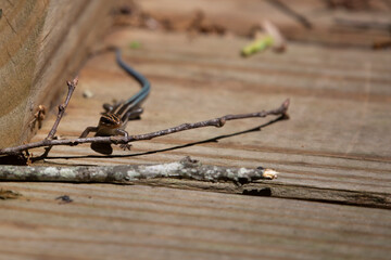 Juvenile Five-Lined Skink