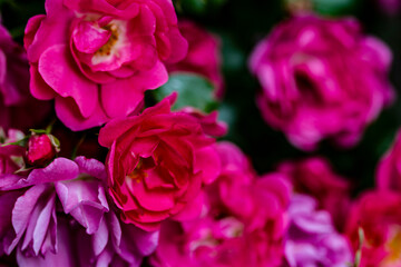 Fototapeta na wymiar USA, Washington State, Silverdale. Hardy roses.