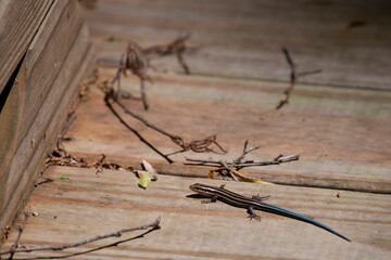 Juvenile Five-Lined Skink
