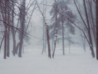 Foggy winter forest in the morning. Snowy forest in thick fog. Cold day in the park. Atmospheric winter landscape. 