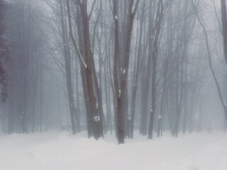 Foggy winter forest in the morning. Snowy forest in thick fog. Cold day in the park. Atmospheric winter landscape. 