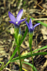 Gewöhnlicher Fransenenzian (Gentianopsis ciliata), begegnet auf der Schwäbischen Alb