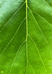 vein leaf texture. green botanical background. extreme closeup leaf texture. closeup detail of macro image. the natural background concept.
