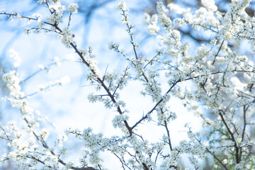 Spring photo with beautiful hawthorn branches on spring blue sky background. Floral frame of many white flowers. Concept of rebirth of nature, explosion of life. Graceful and delicate background.