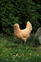 Polish orange chicken crested on grass in summer