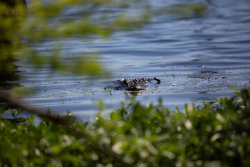 Cautious Alligator Sizing up Potential Prey