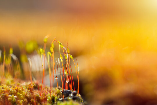 Macro photo of pohlia nutans moss at surface level with raindrops, dew, water droplets. Spring, plant background