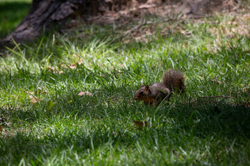 Hungry Squirrel