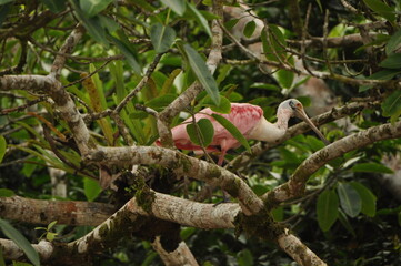 Pink bird espatula 