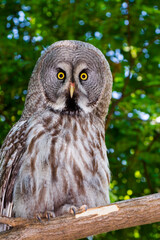 Portrait of a great grey owl in a forest