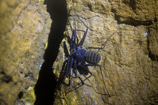 Charon Grayi or giant whip spider is a cave biota that lives in the Karst area of Gunung Sewu.