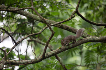 Squirrel Eating Bark