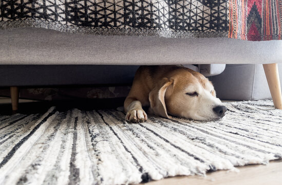 Cozy home interior image of a beagle dog lazy sleeping under the sofa in living room. Funny pets concept image.
