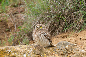 The bird Little owl Athena noctua sits on a rock