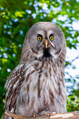 Portrait of a great grey owl in a forest