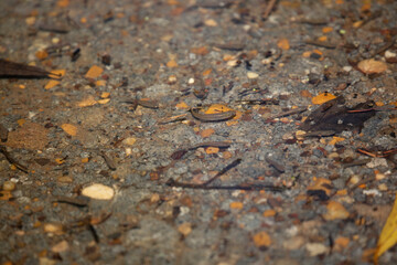 Minnow in Flood Water