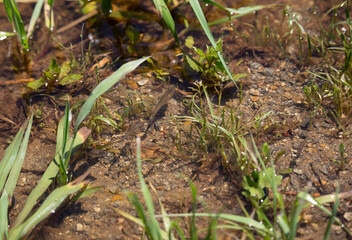 Minnows Swimming