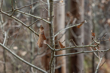 Winter's Last Gasp