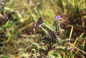 Mariposa conocida en España como 
