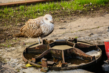 181128 Casablanca Morocco