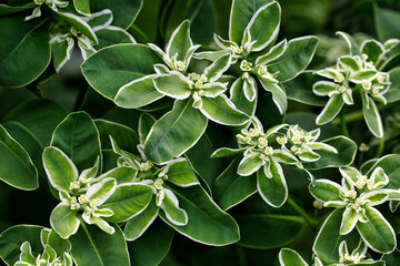 Close-up of flowering euphorbia marginata in the summer garden