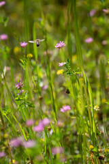 Honeybee in Flight