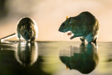 Two Brown rats in darkness walking in water