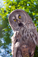 Portrait of a great grey owl in a forest