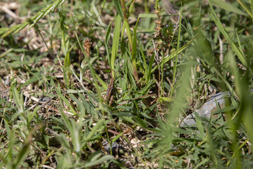 Brown Grasshopper Sitting