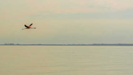 Fototapeta na wymiar Flamingo flying over a salt lake in Argentina