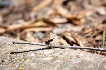 Immature Eastern Lubber Grasshopper