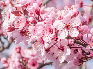 Détails de fleurs de cerisier rose