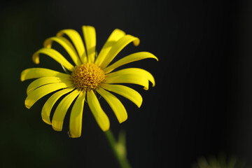 A yellow flower infront of black background - Powered by Adobe