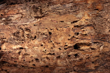 Bark of an old tree close-up. Natural background. 