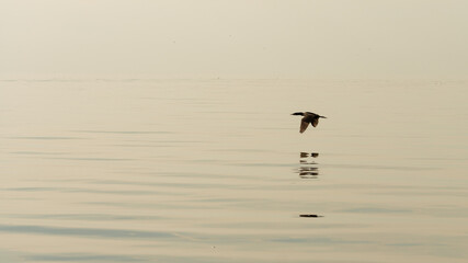 duck flying over a salt lake in Argentina