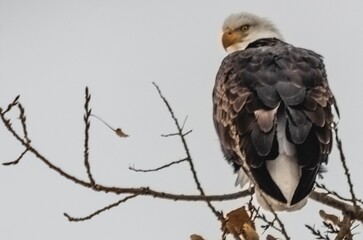 Angry Bald Eagle