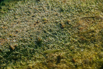 green rotting bog surface with bubbles close up
