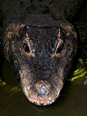 Head of an African dwarf crocodile in the water