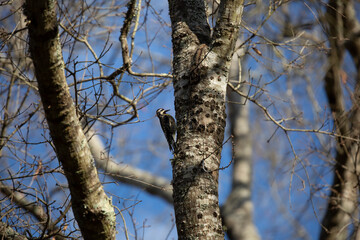 Male Yellow-Bellied Sapsucker