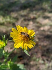 wild honeybee getting ready for a cold winter ahead