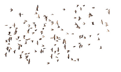 flock of birds flying isolated on white background