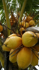 Cocos madurando en una palmera