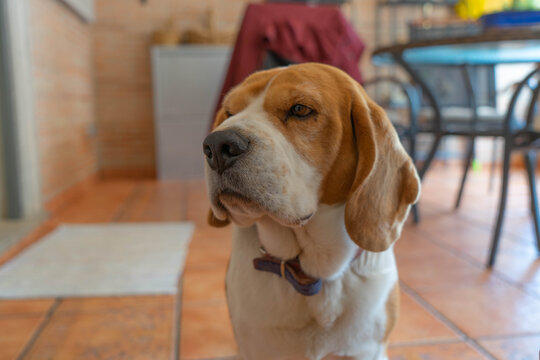 Mi perro beagle, en la entrada de la casa